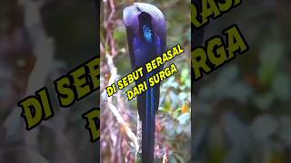 sangat indah #shortsvideo #fakta #faktamenarik #faktaunik #hewanunik #shortsyoutube #faktahewan