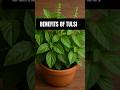 #tulsi #plant #benefits #homeremedy #auyervedic #medicalplants #healthtips #trending #short #shorts