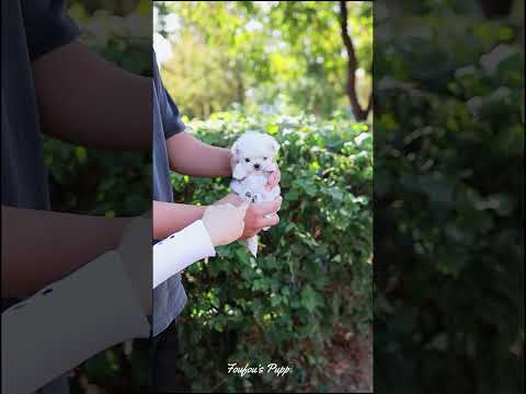 귀여운 찻잔 강아지 몰티즈