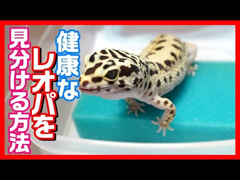 これからレオパを飼い始める人向け - YouTube