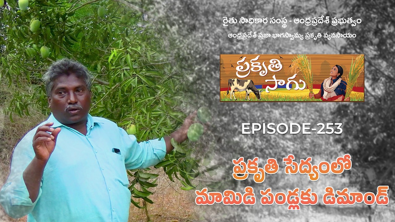 E253 | ప్రకృతి సేద్యంలో మామిడి పండ్లకు డిమాండ్ | రెడ్డి వీర వెంకటేశ్వరరావు | ఏలూరు జిల్లా