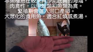 石鱸點石鱸星雞魚雞仔魚