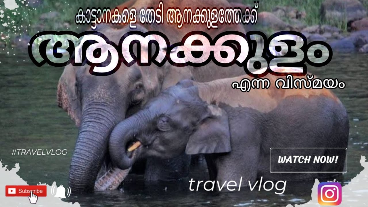 കാട്ടാനകളെ തേടിയുള്ള യാത്ര🦣 AnakulamThe land of Wild Elephants