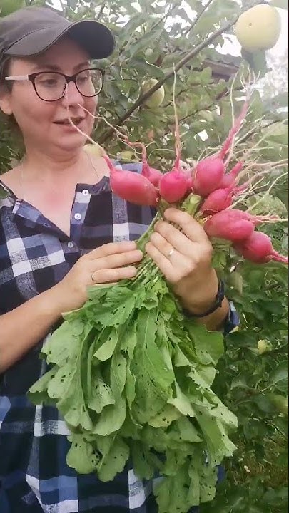 Редис гигант. Урожай редиса третий раз за лето! С праздником, друзья ...