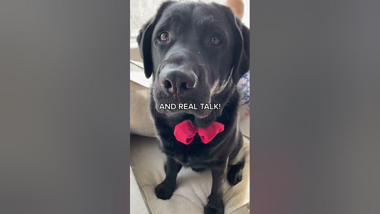 The MOST FAMOUS black Labrador on the should NOT have to live