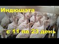 Индюшата с 11 по 23 день. Выращивание и содержание