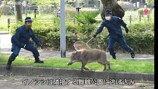 福岡 大濠公園にイノシシ 警官ら大捕物 逃走後 御用 に Youtube 福岡 大濠公園にイノシシ 警官ら大捕物 逃走後 御用 に Youtube