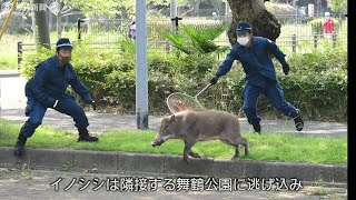 福岡・大濠公園にイノシシ　警官ら大捕物、逃走後「御用」に