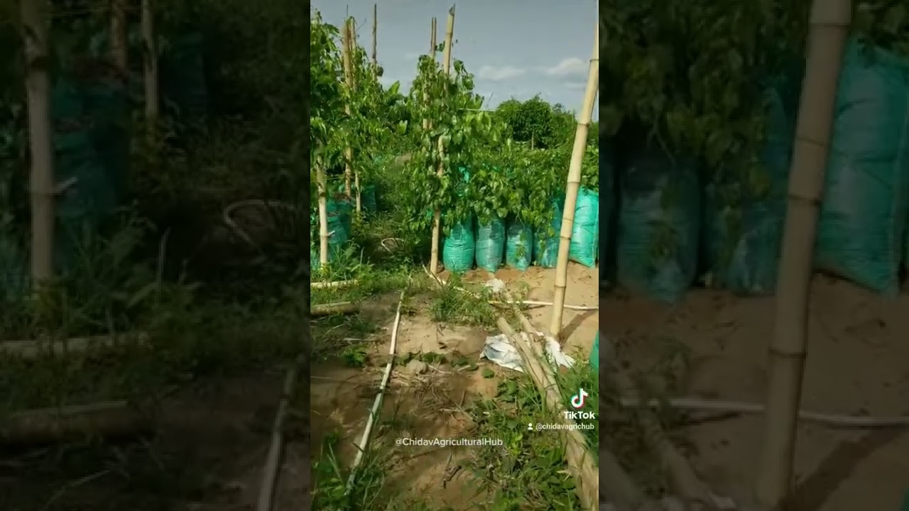 Yam farming in sacks 🥰💃