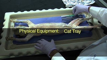 Cat Dissection, Muscular System Part 1