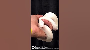 Rare Ball Python Yawning #ballpython #reptiles #snake #pets #animals #shorts #viral #fyp #wildlife