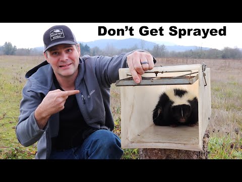 How To Trap A Skunk Without Getting Sprayed. Catching A Skunk Under My House. Mousetrap Monday