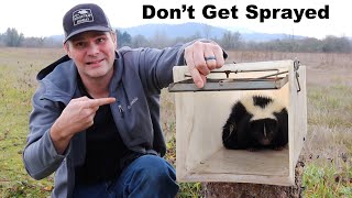 How To Trap A Skunk Without Getting Sprayed. Catching A Skunk Under My House. Mousetrap Monday
