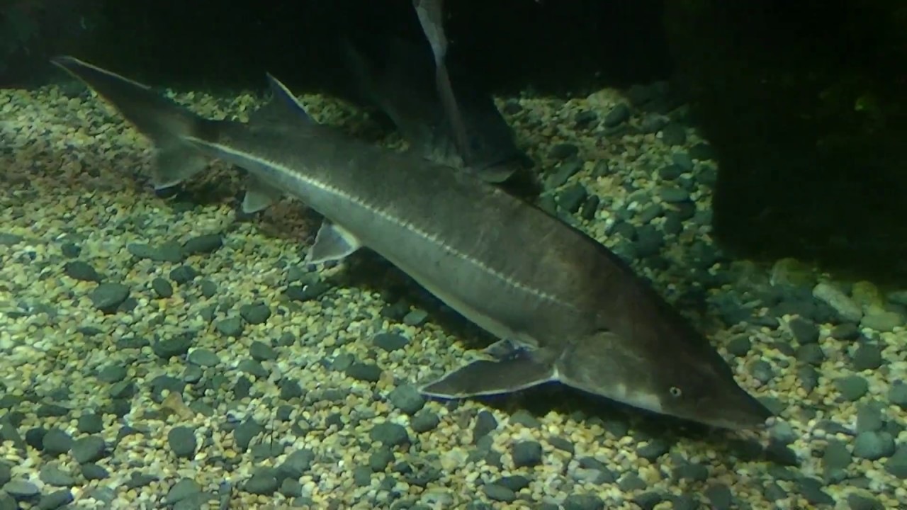 ミズウミチョウザメ カラチョウザメ 中華チョウザメ Chinese Sturgeon Youtube