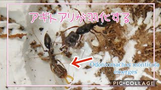 アリ飼育　アギトアリの新女王蟻から働き蟻が産まれるWorker Ants Are Born From The New Queen Ants Of Odontomachusmonticola