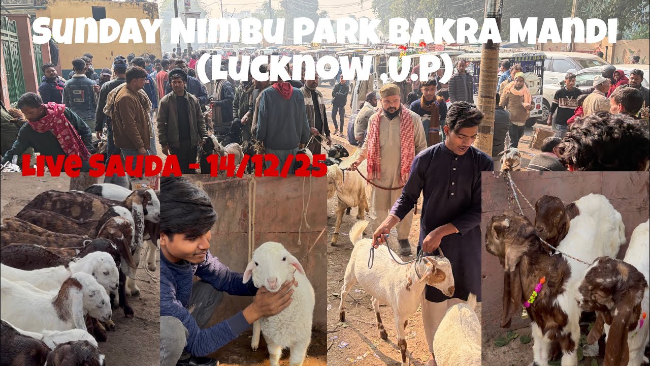 14/12/2025 , Sunday Nimbu Park Bakra Mandi Update | रविवार नींबू पार्क लखनऊ बकरा मंडी 2025 Update
