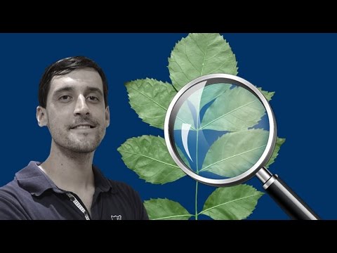 Vídeo: Dicas básicas de identificação de plantas – Aprenda a identificar folhas de plantas