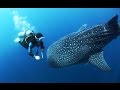 Whale sharks of papua  the biggest fish of the world