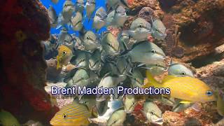 Amazing 2015 Scuba Diving  with Brent Madden Andaman Sea Myanmar Burma