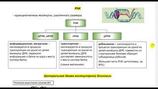 ОТКРЫТЫЙ УРОК ПО БИОЛОГИИ (для ознакомления с курсом). Тема: РНК, ТРАНСКРИПЦИЯ, РЕПЛИКАЦИЯ.