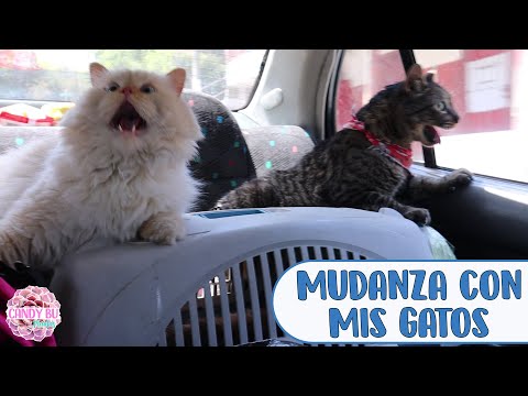 Video: Sobre La Mudanza Y La Reubicación De Gatos Salvajes Y Al Aire Libre: Una Guía Práctica Rápida Y Sucia