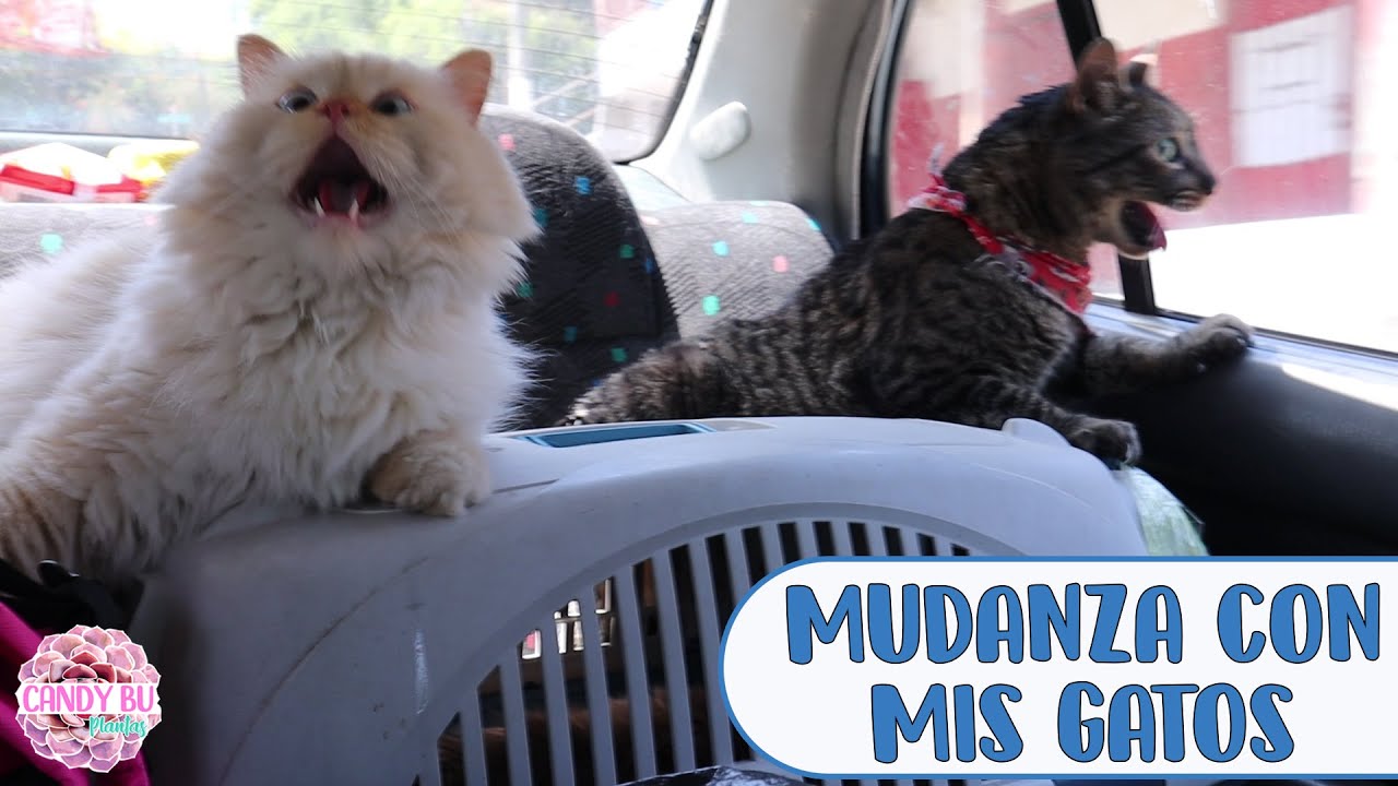 Mudanza con mis 4 gatos + Actualización de mis plantas│Candy Bu