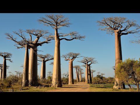 Chapter 3 - Morondava, Madagascar