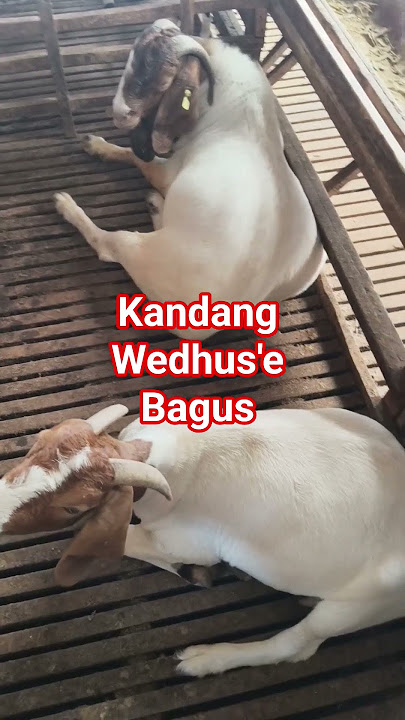 gas #peternaksejahtera #domba #dombahamil #ternak #pedagangdombagarut #peternakmuda #wedus #sheep
