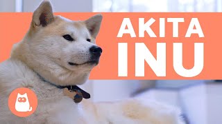 Akita Inu - Characteristics, behavior and care