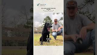 When A Dog Is Perfectly Trained...