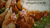 Птицеводство и не только. Александр Завялов.