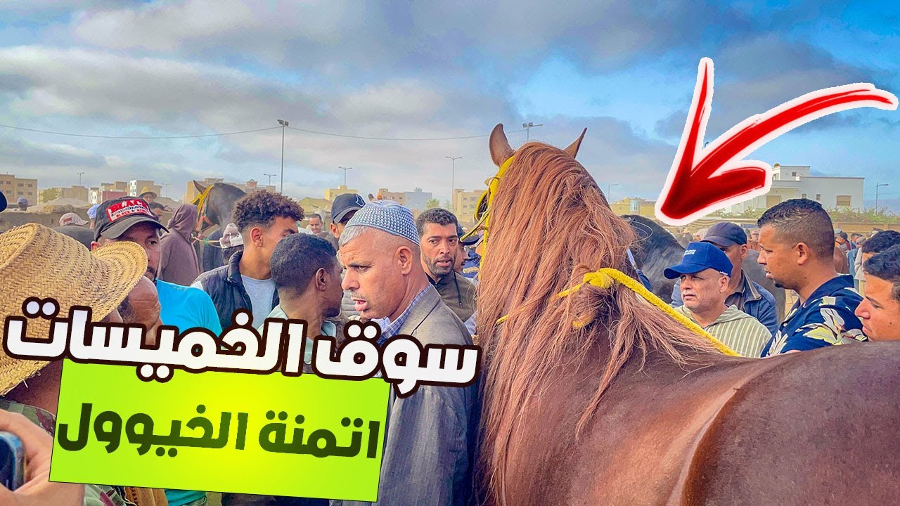 🚨سوق الثلاثاء الخميسات اليوم سوق حماسي سلعة مجودة جميع اثمنة الخيول لي تعطات تبارك الله