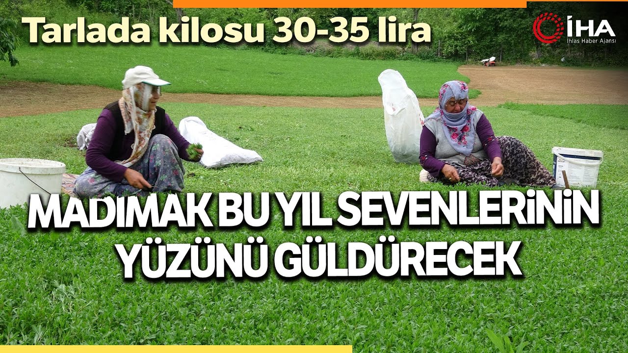 Tokat'ta Madımak Hasadı Başladı