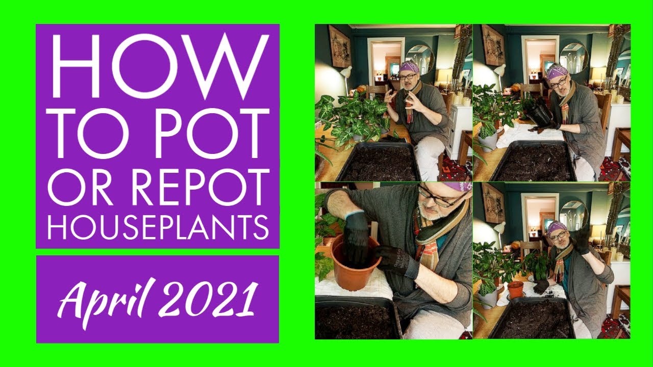 How to Pot Up or Repot Houseplants 8th April 2021 YouTube