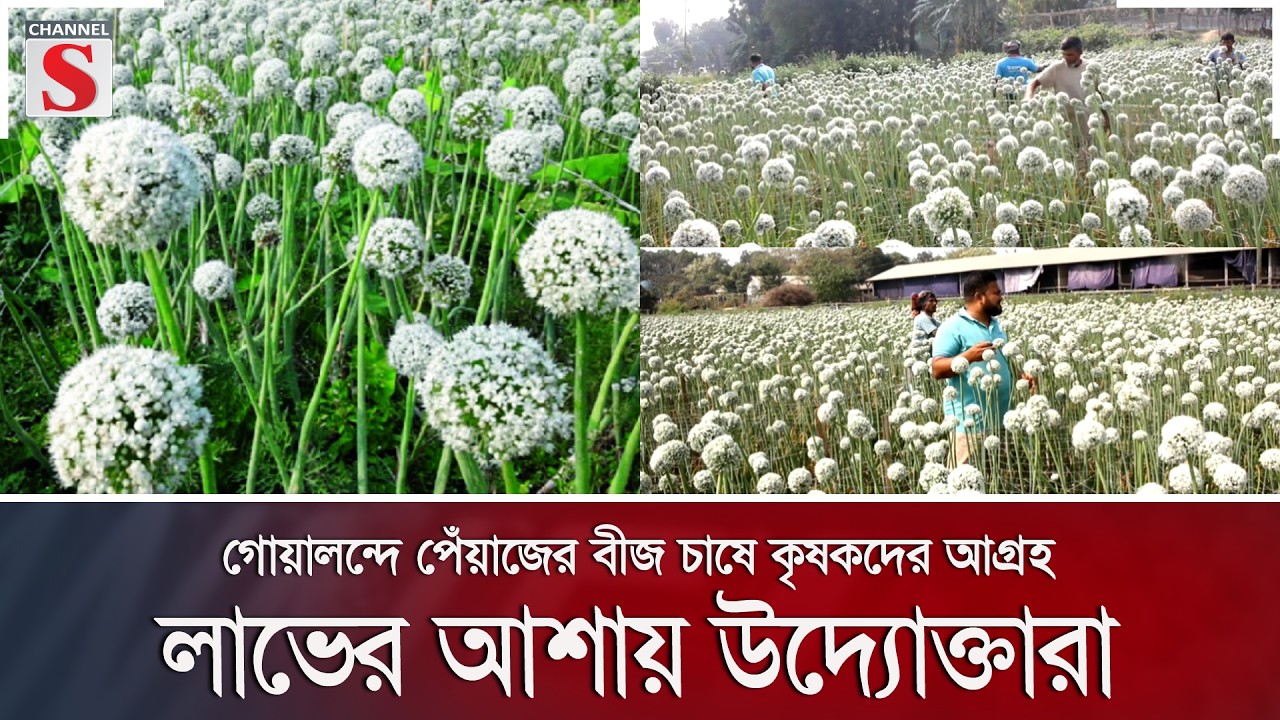 গোয়ালন্দে পেঁয়াজের বীজ চাষে কৃষকদের আগ্রহ, লাভের আশায় উদ্যোক্তারা | Channel S News