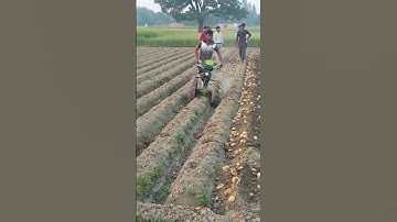 Potato Harvester# Potato Harvesting machine with tractor ##agriculture ##