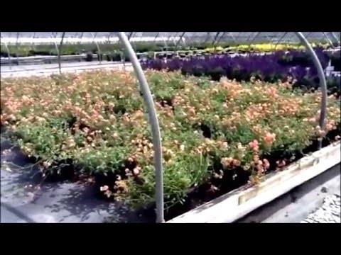 Video: Helianthemum Sunrose informacija: sužinokite, kaip auginti saulėtekio gėles