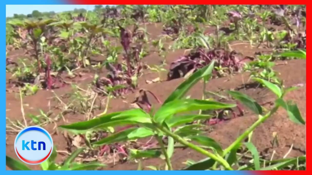 Mafuriko Kutoka Mto Migori Yaharibu Mazao ya Thamani ya Shilingi Laki Nane