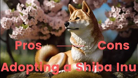 Pros and Cons for Adopting a Shiba Inu