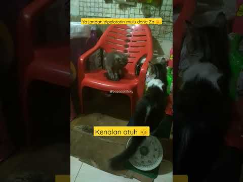Pelototin mulu 😏 #shorts #shortvideo #meow #cats #meong #video #ytshorts