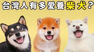 【台灣人多愛養柴犬❓】虛擬實境由你體驗❗柴犬柚醬 醬拔頻道