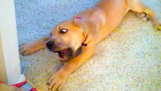 GREAT DANE PUPPY ATTACKS DOOR STOPPER!