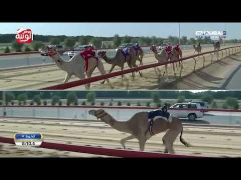 الشوط 4 ولع ل الشيخ نهيان بن ذياب بن سيف آل نهيان 13 15 7 تمهيدي المرموم 2024 10 26 ثنايا