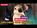 Masteran Murai Borneo Kapas Tembak Cililin Tengkek Buto Mp3 - Mp4 Download