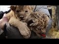 Рождение львят в Васильевском зоопарке