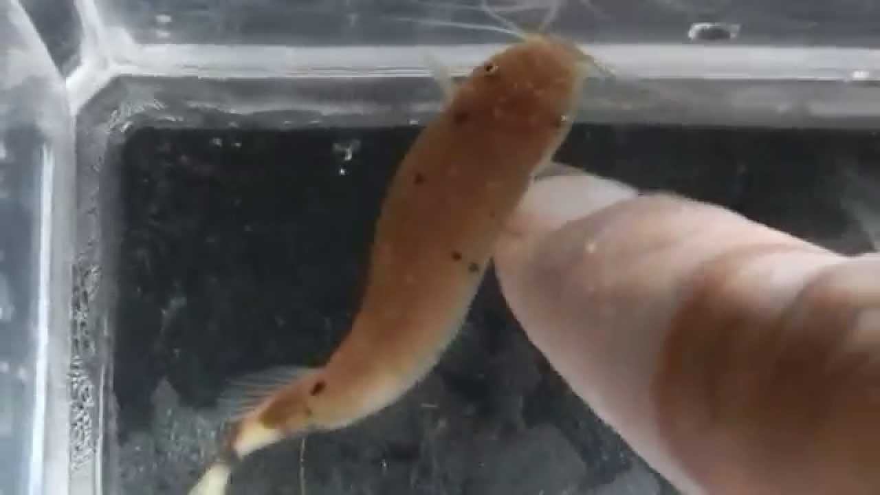 Getting shocked by an electric catfish YouTube