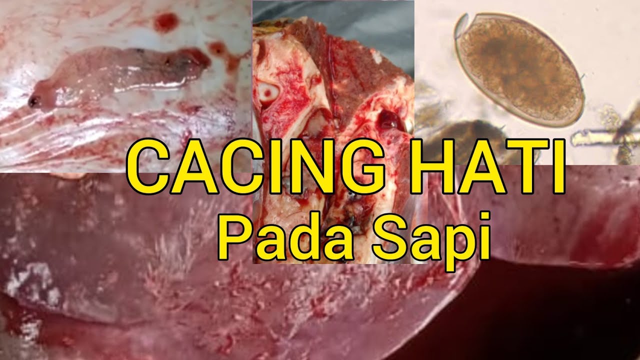 Cacing Hati Pada Sapi Qurban 2020 - YouTube