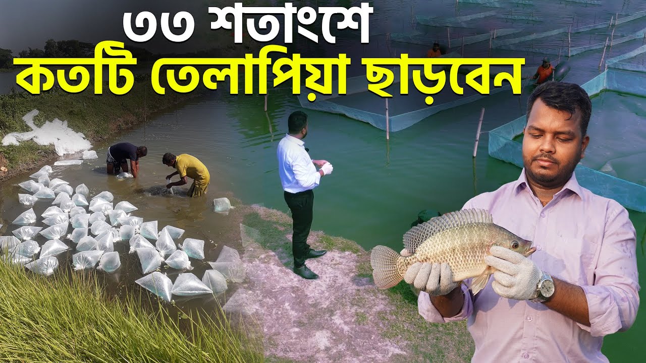 ১ বিঘা পুকুরে কয়টি তেলাপিয়া ছাড়বেন || Shakib Agro || ৩৩ শতাংশে তেলাপিয়া চাষ