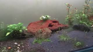 How to get rid of hair algae - Part 2