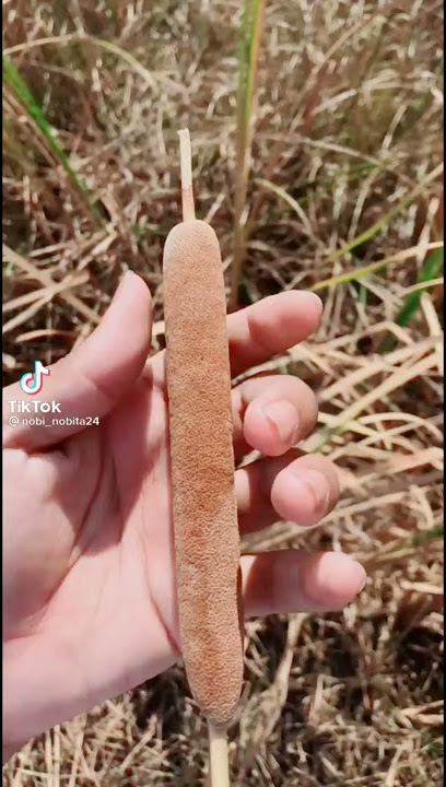 Video Estetik - TikTok🌽😊